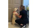 D.d., Labrador Retriever For Adoption In Blountville, Tennessee