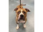 Cherry Atop, American Pit Bull Terrier For Adoption In Richmond, Virginia