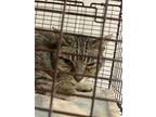 Kitty, Domestic Shorthair For Adoption In Knoxville, Tennessee