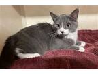 Ginny, Domestic Shorthair For Adoption In Elmsford, New York