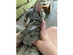 Betty, Domestic Shorthair For Adoption In Pitman, New Jersey