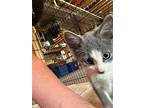 Marty, Domestic Shorthair For Adoption In Whitewater, Wisconsin