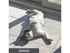 Jonas, Domestic Shorthair For Adoption In Toronto, Ontario