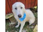 Adopt Lady a Great Pyrenees