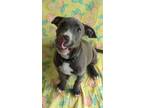 Adopt Trinity a Pit Bull Terrier
