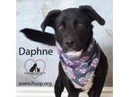 Adopt Daphne a Border Collie