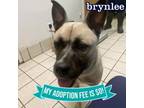 Adopt Brynlee a Mixed Breed