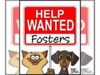 Labrador Retriever Mix DOG FOR ADOPTION RGADN-1087364 - FOSTERS NEEDED!!