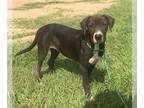 Black Mouth Cur-Labrador Retriever Mix DOG FOR ADOPTION RGADN-1087624 - Alice -