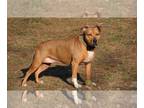 Staffordshire Bull Terrier Mix DOG FOR ADOPTION RGADN-1087646 - Faith -