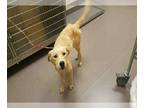 Labrador Retriever Mix DOG FOR ADOPTION RGADN-1087726 - A030961 - Labrador