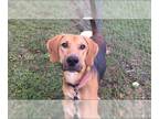 Treeing Walker Coonhound Mix DOG FOR ADOPTION RGADN-1087994 - DUSTY - Treeing