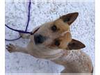 American Pit Bull Terrier Mix DOG FOR ADOPTION RGADN-1088049 - ACDx Harris -