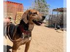 Coonhound-Treeing Walker Coonhound Mix DOG FOR ADOPTION RGADN-1088555 - Laney -
