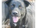 Labrador Retriever Mix DOG FOR ADOPTION RGADN-1088700 - Bullet (coming soon) -