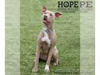 Labrador Retriever Mix DOG FOR ADOPTION RGADN-1089252 - Hailey - Labrador