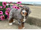 Mutt Puppy for sale in Canton, OH, USA