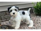 Mutt Puppy for sale in Evansville, IN, USA