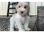 Mutt Puppy for sale in Evansville, IN, USA