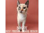 Adopt Bonnie a Domestic Short Hair