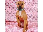 Adopt Waffles a Black Mouth Cur, Terrier