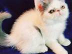 CFA Registered Exotic Short Hair Kittens