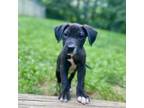 Adopt Mikey a Mixed Breed