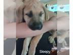Cane Corso-Rottweiler Mix PUPPY FOR SALE ADN-799538 - Sleepy