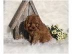 Cavapoo PUPPY FOR SALE ADN-799549 - Cavapoo For Sale Millersburg OH