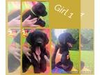 Golden Labrador PUPPY FOR SALE ADN-799663 - Black Goldador Puppies