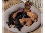 Dachshund PUPPY FOR SALE ADN-799675 - Dachshund AKC Puppies minis