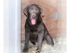 Labrador Retriever PUPPY FOR SALE ADN-799774 - AKC Labrador Retriever