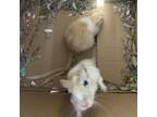 Adopt Sonic (and Tails) a Gerbil