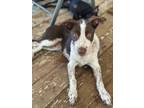 Adopt Mikey a German Shorthaired Pointer
