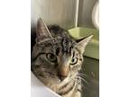 Adopt Persee a Tabby