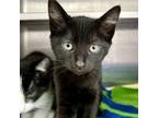 Adopt Kmart (bonded w/Target) a Domestic Short Hair