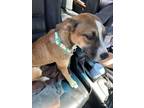 Adopt Boo - IN FOSTER a Mixed Breed