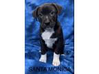 Adopt Santa Monica a Plott Hound, Mixed Breed