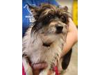Adopt Bee Bee a Terrier, Mixed Breed