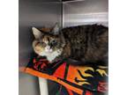 Adopt Twitchy a Domestic Short Hair