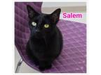 Adopt Salem a Domestic Short Hair