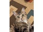 Adopt Pippen a Tabby