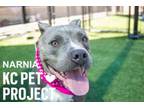 Adopt Narnia a Pit Bull Terrier, Mixed Breed