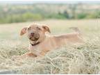 Adopt Rue a Labrador Retriever, Mixed Breed