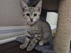 Adopt Spritz (bonded with Molasses) a Domestic Short Hair