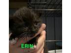 Adopt Erin a Domestic Short Hair