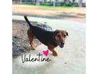 Adopt Valentine a Basset Hound, Dachshund