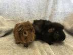 Adopt Virga ( Bonded to March Wind) a Guinea Pig