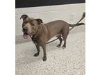 Adopt JOHN-ADOPTED a Pit Bull Terrier, Mixed Breed
