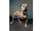 Adopt Rudy a Pit Bull Terrier, Mixed Breed